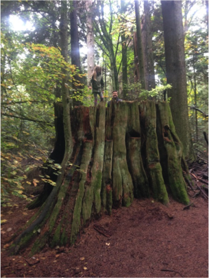 Stanley Park Tree Stump