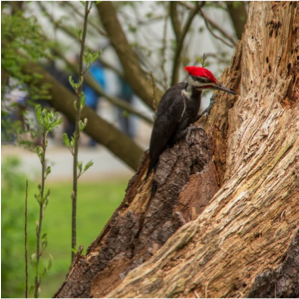 Woodpecker