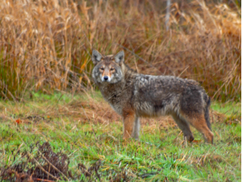 Stanley Park Coyote