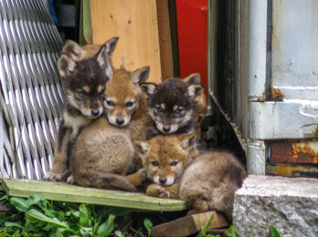 Stanley Park Coyote