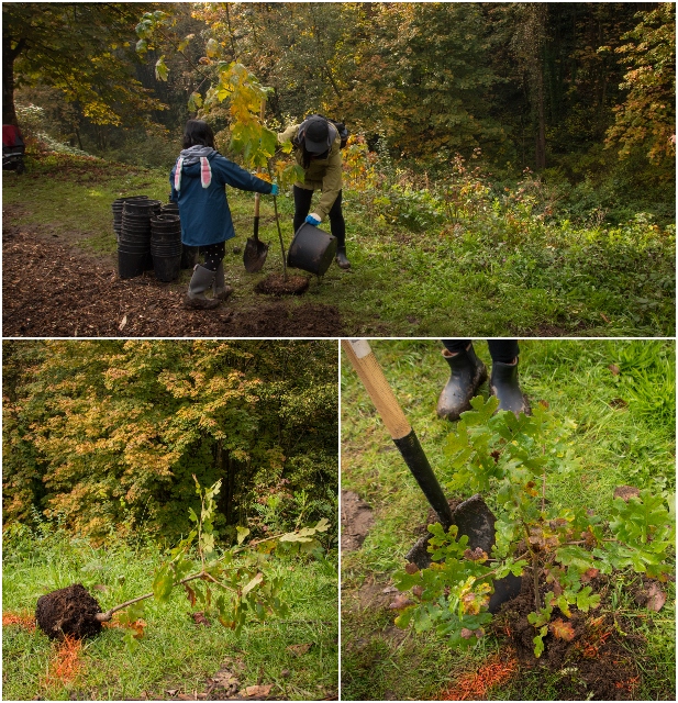 TD Tree Days Collage