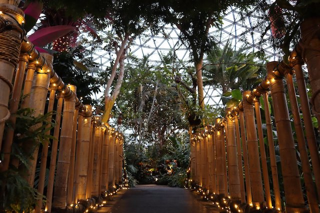 Christmas at Bloedel Conservatory with Festivale Tropicale