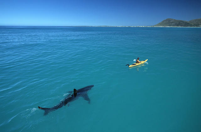 Nat Geo Live Shark and Kayak