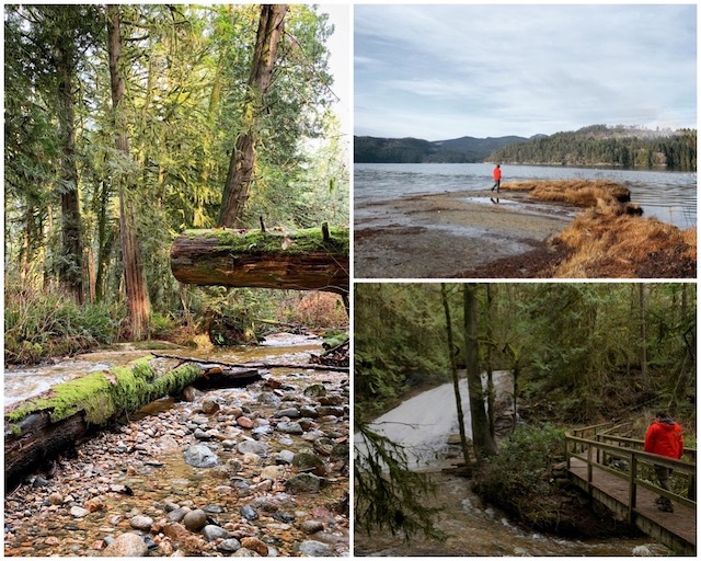 Sunshine Coast Forest and Beach