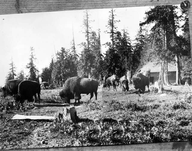 1912 Bison in Stanley Park