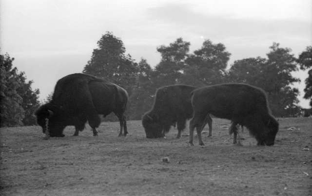 1930 James Crookall Bison Stanley Park