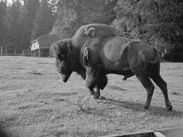 1939 Buffalo in Stanley Park enclosure. Archives #St Pk N46. Major Matthews