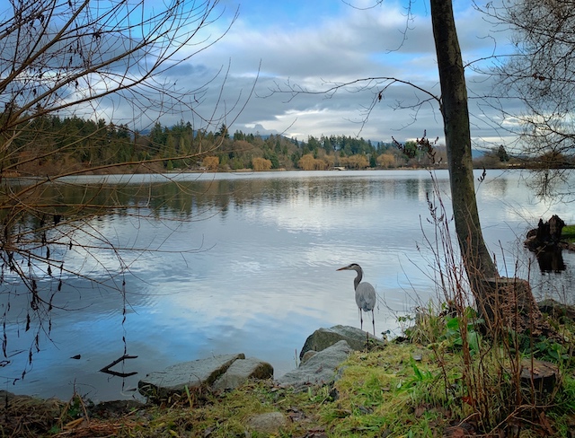Heron at Lost Lagoon that I spotted in January 2020