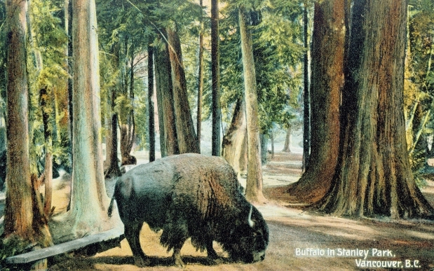 Buffalo in Stanley Park 1900s W.G. MacFarlane Postcard, John Mackie Collection. Montreal Gazette.