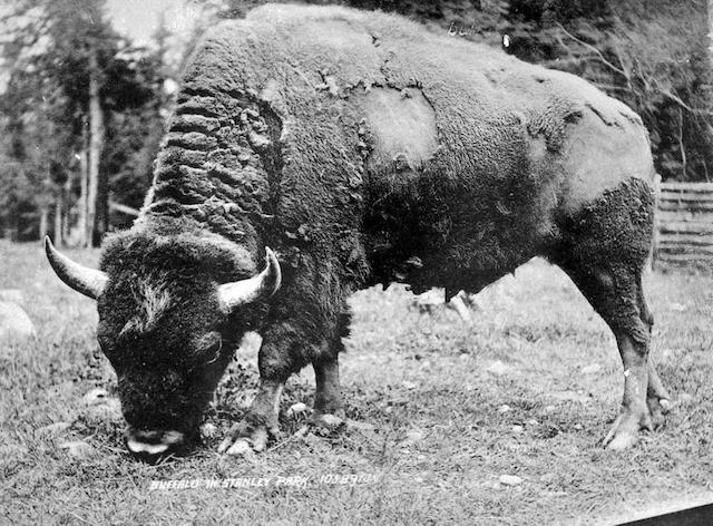 Royal BC Museum Bison Stanley Park