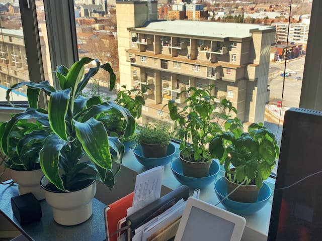 Steffani's home herb garden