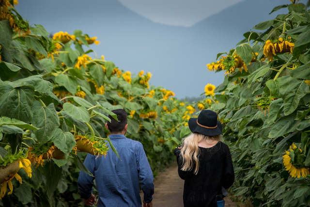 Chilliwack Sunflower Festival Haley_Anthony-39