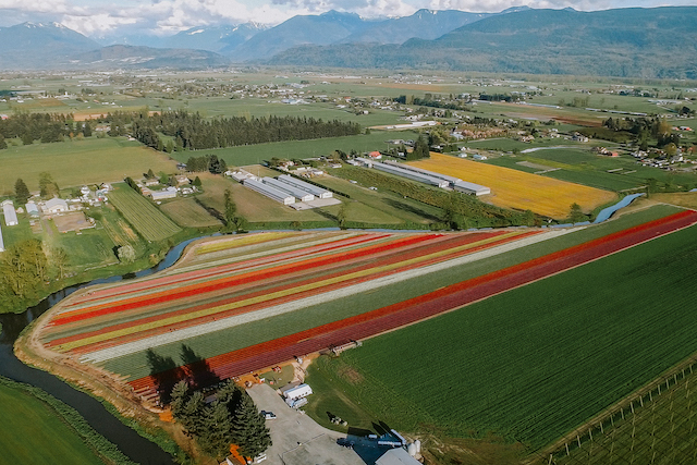 Chilliwack Tulip Festival Aerial