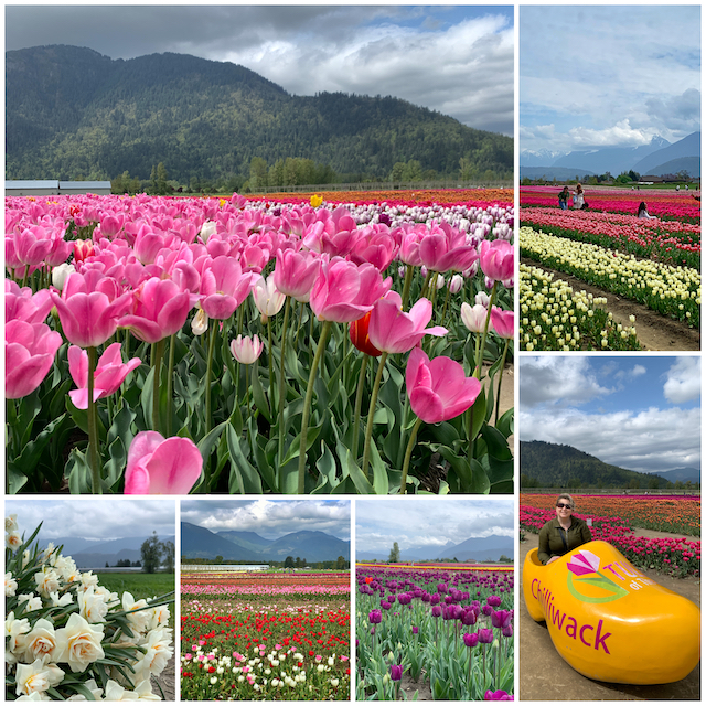 Chilliwack Tulip Festival collage