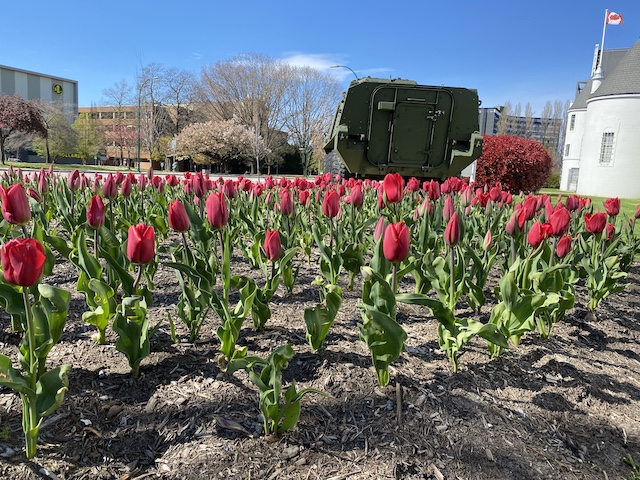 Liberation Tulips Seaforth Armoury Photo Credit Josh Muir CD SHOC Regimental Association President