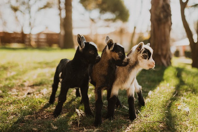 Maan Farms Goats Dylaina Gollub Photography-8566