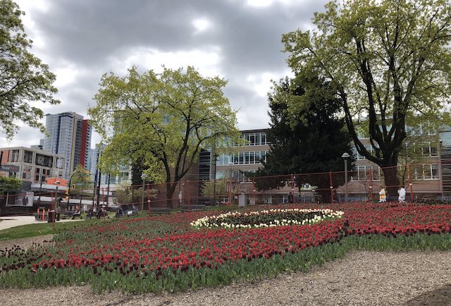 Tulips at Victory Square