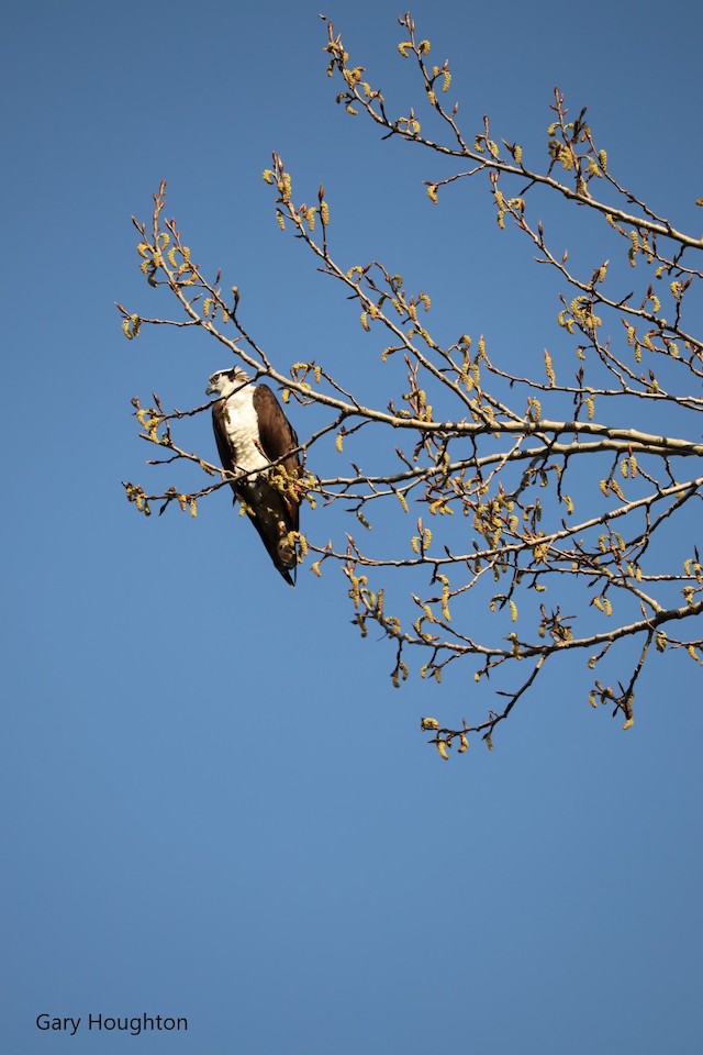 osprey vancouver