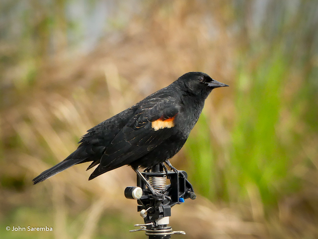 Red-winged Blackbird by John Saremba