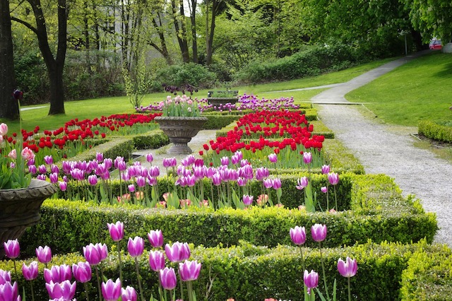 Tulips Coquitlam