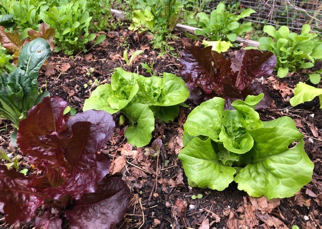 Lettuce in the Garden