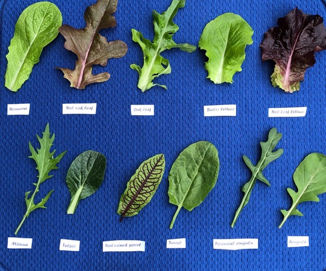 Lettuce Varieties