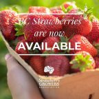 Strawberry Season in BC - Where to Pick Strawberries » Vancouver Blog ...