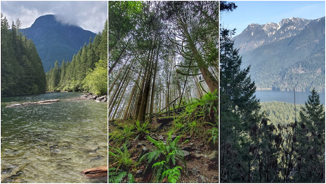 Golden Ears - Photo by Jenny Miles 