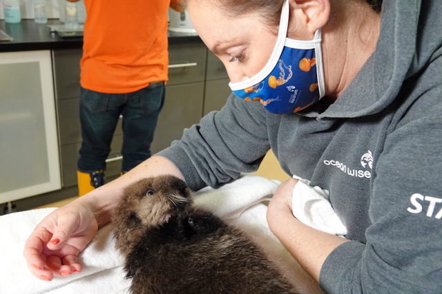 Joey the Rescued Sea Otter. Marine Mammal Rescue Centre photo.