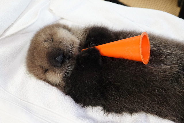 Joey the Rescued Sea Otter. Marine Mammal Rescue Centre photo.