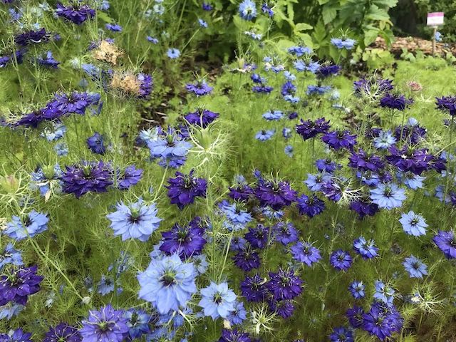 Nigella damascena. UBC Botanical Garden photo.