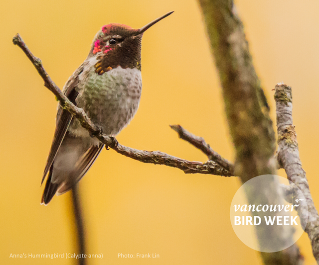 Anna's Hummingbird by Frank Lin