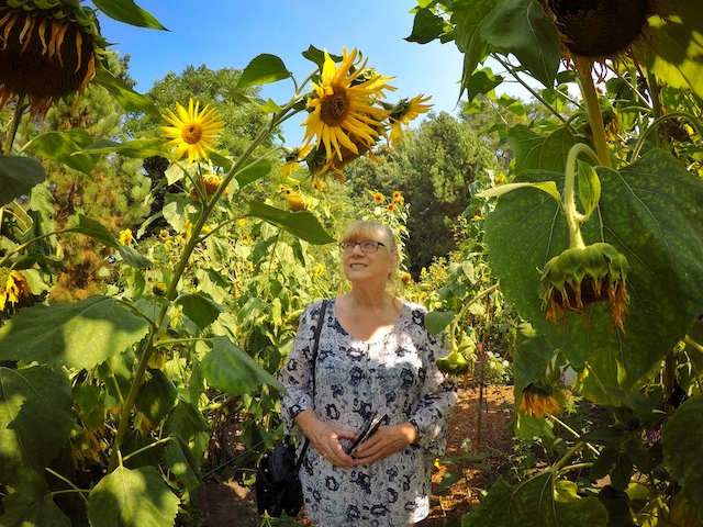 Mom604 with the sunflowers at VanDusen - Colours of the Season at Gardens Around Vancouver