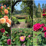 Stanley Park Rose Garden (1)