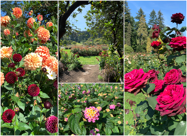 Stanley Park Rose Garden - Colours of the Season at Gardens Around Vancouver