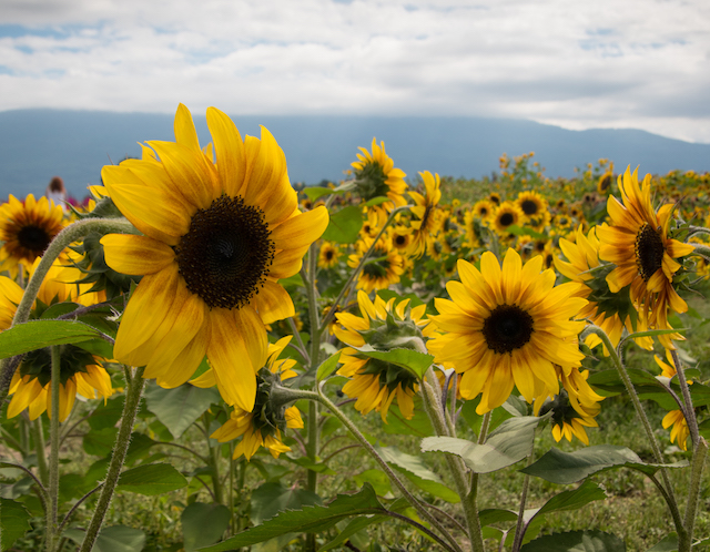 chilliwack sunflower festival-2