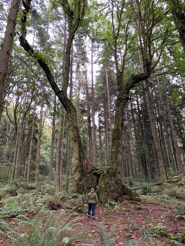 Biggest Maple Tree in Canada is in Stanley Park » Vancouver Blog Miss604