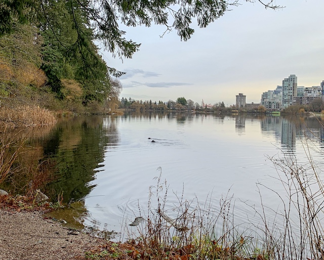 River Otters Lost Lagoon Miss604