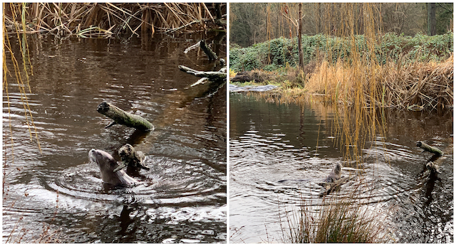 River otter Lost Lagoon Bollwitt Miss604