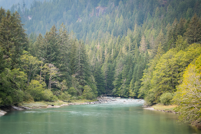 Grizzly Bear Toba Inlet Miss604