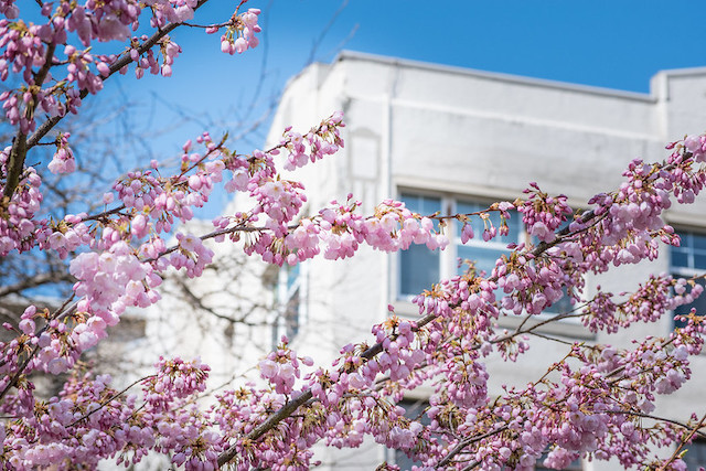 Vancouver Cherry Blossom Festival Events