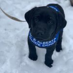 RunGo Dash for Dogs Puppy