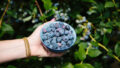 BC Blueberry Council