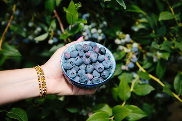 BC Blueberry Council