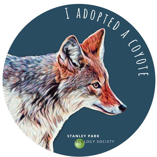 Adopt a Coyote Stanley Park