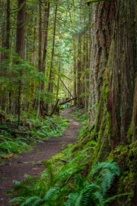 Sunshine Coast Trail - Toquenatch Trail - Miss604 Photo