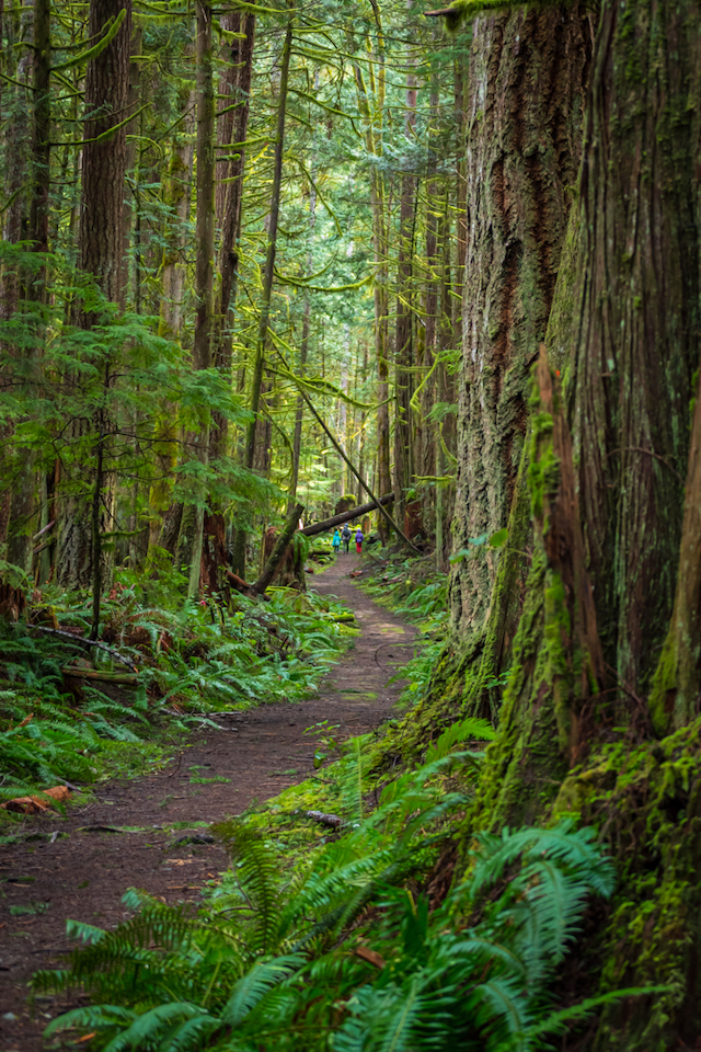 Sunshine Coast Trail - Toquenatch Trail - Miss604 Photo