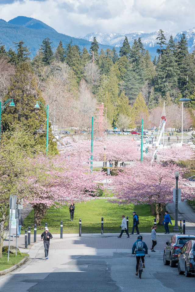 Vancouver Cherry Blossom Festival Miss604 Rebecca Bollwitt