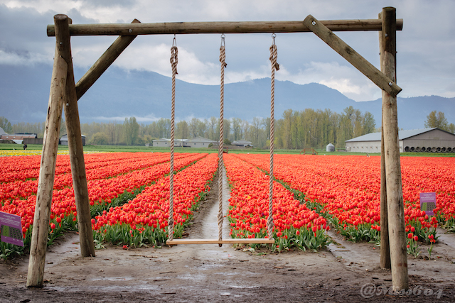 Chilliwack Tulip Festival Miss604 - Rebecca Bollwitt 