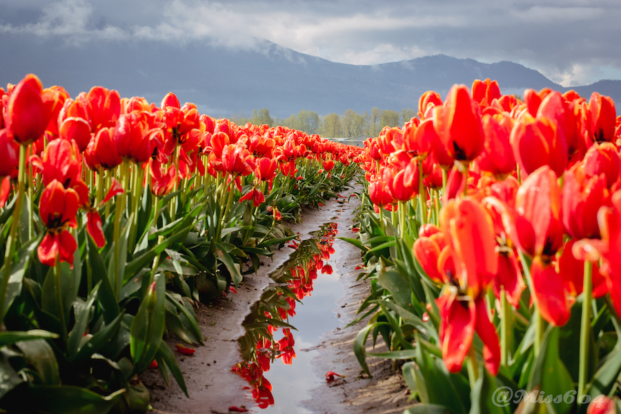 Lakeland Flowers, Home to the Abbotsford Tulip Festival